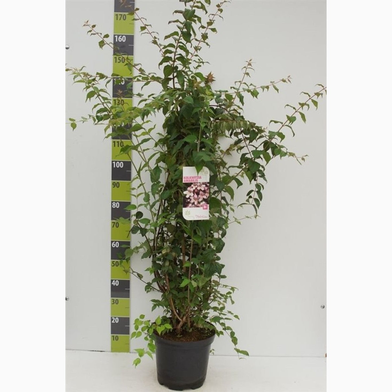 Paradisbuske – Kolkwitzia amabilis - C12 100-125 CM